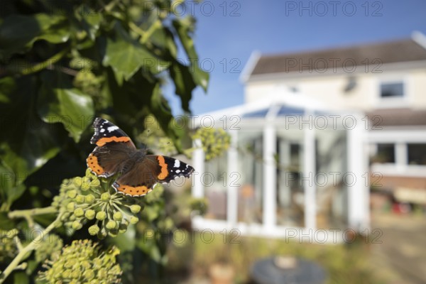 Red admiral butterfly (Vanessa atalanta) adult insect feeding on Ivy (Hedera helix) flowers in summer in an urban garden with a house in the background, England, United Kingdom