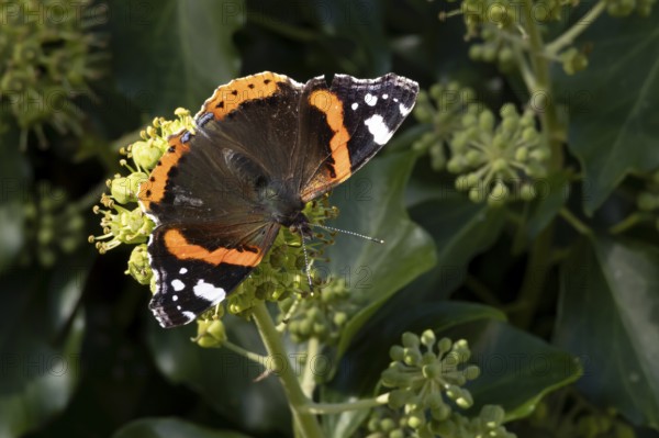 Red admiral butterfly (Vanessa atalanta) adult insect feeding on Ivy (Hedera helix) flowers in summer, England, United Kingdom