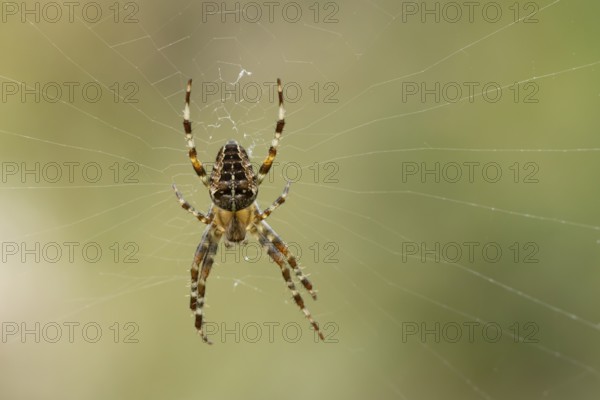 European garden spider (Araneus diadematus) adult in its spiders web, England, United Kingdom