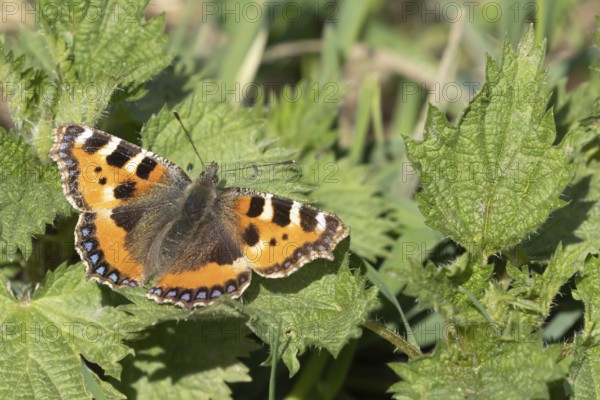 Small tortoiseshell butterfly (Aglais urticae) adult insect on a Stinging nettle (Urtica dioica) leaf, England, United Kingdom