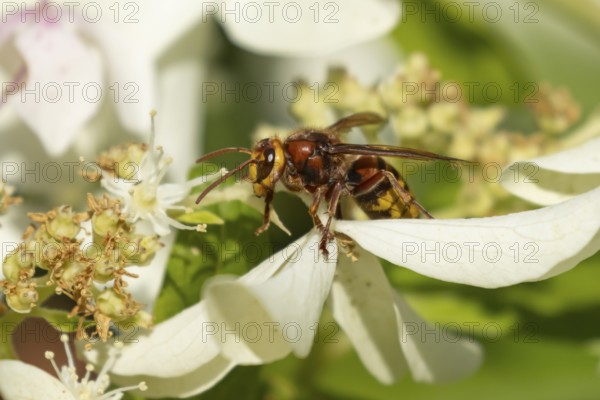 European hornet (Vespa crabro) adult insect on a garden flower, England, United Kingdom