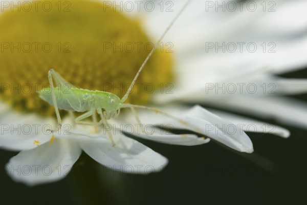 Oak bush cricket (Meconema thalassinum) juvenile baby insect on an Oxeye daisy flower, England, United Kingdom