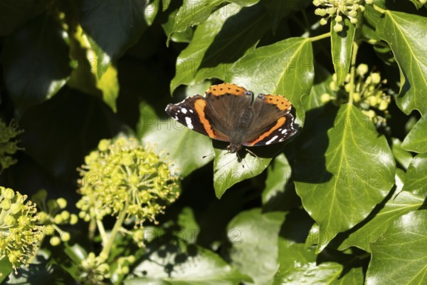 Red admiral butterfly (Vanessa atalanta) adult insect resting on Ivy (Hedera helix) flowers in summer, England, United Kingdom