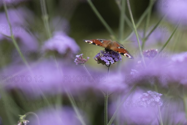 Peacock butterfly (Aglais io) adult insect feeding on garden Verbena flowers in summer, England, United Kingdom