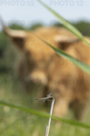 Four-spotted chaser dragonfly (Libellula quadrimaculata) adult insect resting on a reed stalk being watched by a Highland cow (Bos taurus taurus), England, United Kingdom