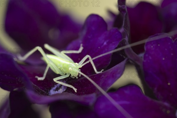 Oak bush cricket (Meconema thalassinum) juvenile baby insect on a garden flower, England, United Kingdom