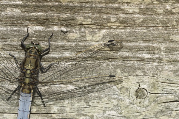 Broad-bodied chaser dragonfly (Libellula depressa) adult insect resting on a wooden sleeper, England, United Kingdom