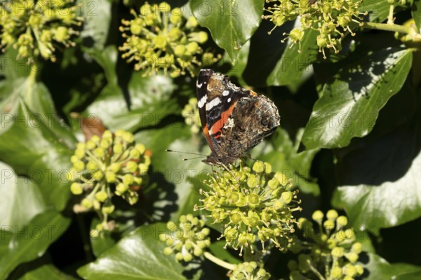 Red admiral butterfly (Vanessa atalanta) adult insect feeding on Ivy flowers in summer, England, United Kingdom