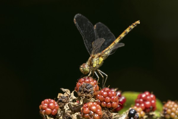 Common darter dragonfly (Sympetrum striolatum) adult insect resting on blackberries fruit in summer, England, United Kingdom