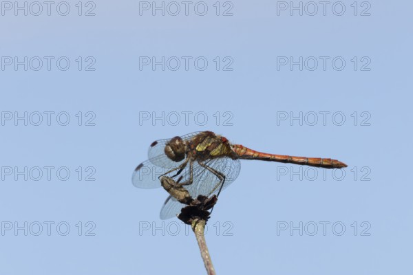 Common darter dragonfly (Sympetrum striolatum) adult insect resting on a flower seedhead in summer, England, United Kingdom