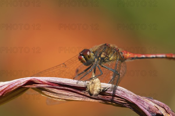 Ruddy darter dragonfly (Sympetrum sanguineum) adult insect resting on a lily flower in summer, England, United Kingdom