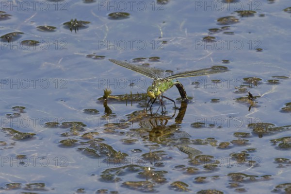 Emperor dragonfly (Anax imperator) adult female insect laying eggs in a pond in summer, England, United Kingdom