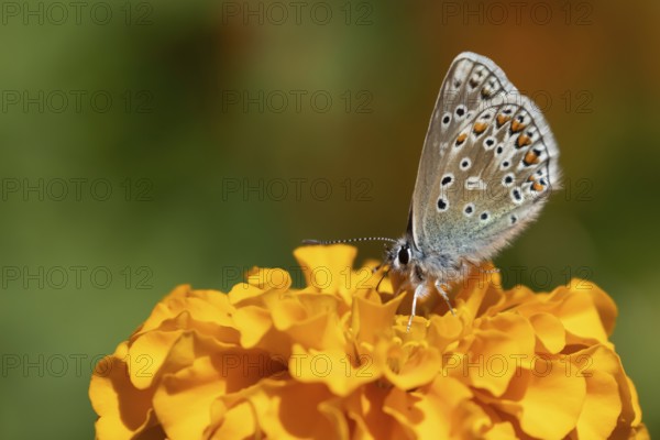 Common blue butterfly (Polyommatus icarus) adult insect feeding on a garden French marigold flower, England, United Kingdom