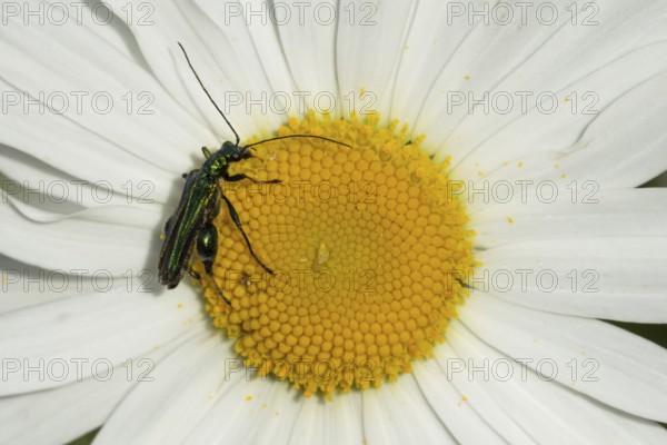 Thick-legged flower beetle (Oedemera nobilis) adult insect on an Oxeye daisy flower in summer, England, United Kingdom