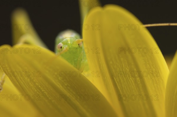 Oak bush cricket (Meconema thalassinum) adult insect on a garden yellow flower, England, United Kingdom