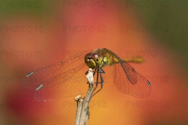 Ruddy darter dragonfly (Sympetrum sanguineum) adult insect resting on a plant stem in summer, England, United Kingdom