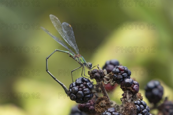 Emerald damselfly (Lestes sponsa) adult insect resting on blackberries fruit in summer, England, United Kingdom