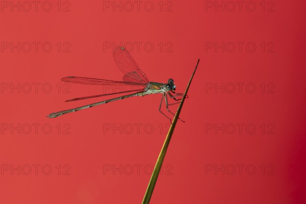 Emerald damselfly (Lestes sponsa) adult insect resting on a pond reed stem in summer, England, United Kingdom