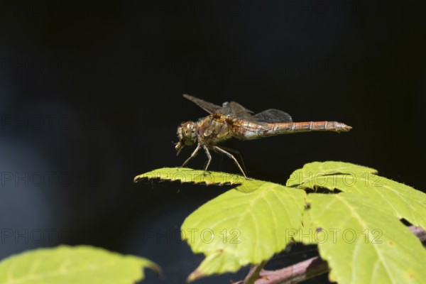 Common darter dragonfly (Sympetrum striolatum) adult insect feeding on a small insect on a bramble plant leaf in summer, England, United Kingdom