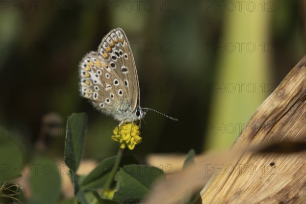 Common blue butterfly (Polyommatus icarus) adult insect feeding on a yellow flower, England, United Kingdom