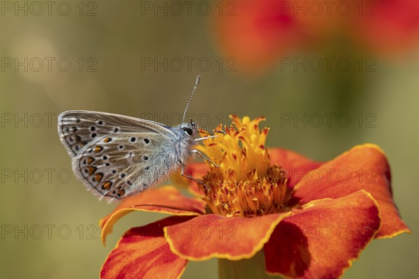 Common blue butterfly (Polyommatus icarus) adult insect feeding on a garden marigold flower, England, United Kingdom