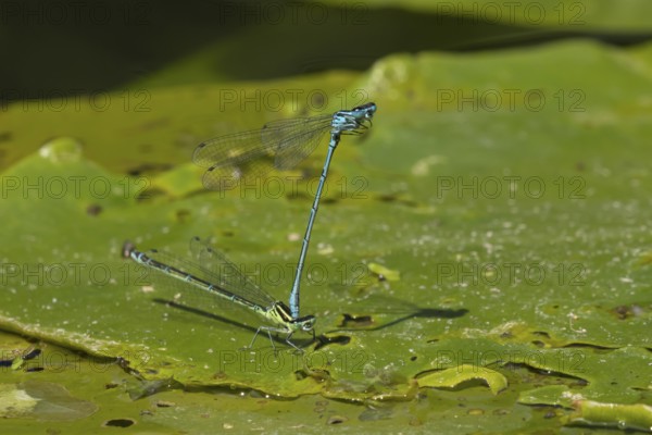 Common blue damselfly (Enallagma cyathigerum) two adult insects mating on a pond lily leaf in summer, England, United Kingdom