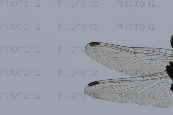 Common darter dragonfly (Sympetrum striolatum) adult insect close up of a pair of wings, England, United Kingdom