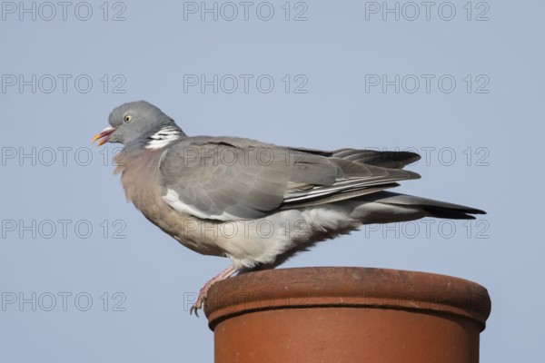 Wood pigeon (Columba palumbus) adult bird on an urban house chimney pot, England, United Kingdom