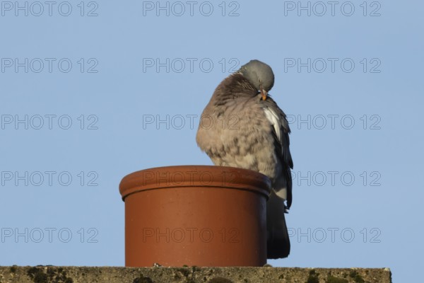 Wood pigeon (Columba palumbus) adult bird preening on an urban house chimney pot, England, United Kingdom