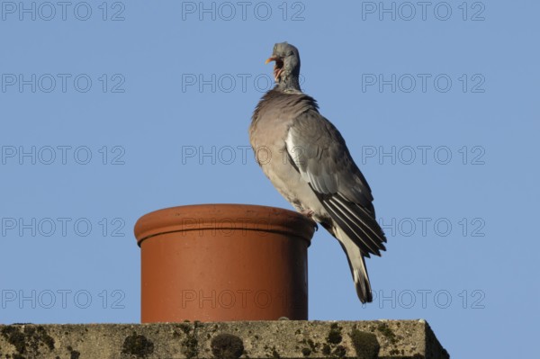 Wood pigeon (Columba palumbus) adult bird yawning on an urban house chimney pot, England, United Kingdom