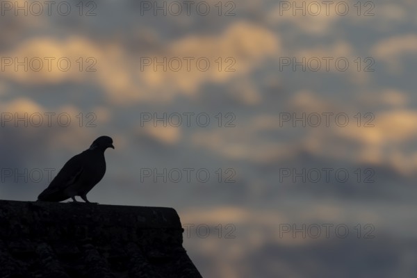 Wood pigeon (Columba palumbus) adult bird on an urban house rooftop at sunset, England, United Kingdom