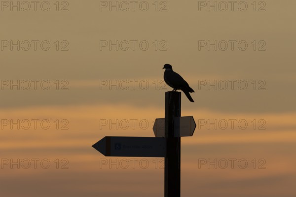 Wood pigeon (Columba palumbus) silhouette of an adult bird on a signpost at sunset, England, United Kingdom