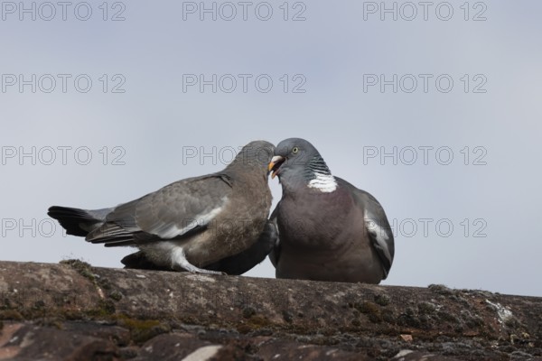 Wood pigeon (Columba palumbus) two birds with a juvenile squab bird being fed by an adult parent bird on an urban house rooftop, England, United Kingdom