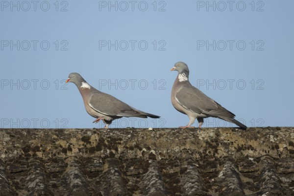 Wood pigeon (Columba palumbus) two adult birds on an urban house rooftop, England, United Kingdom