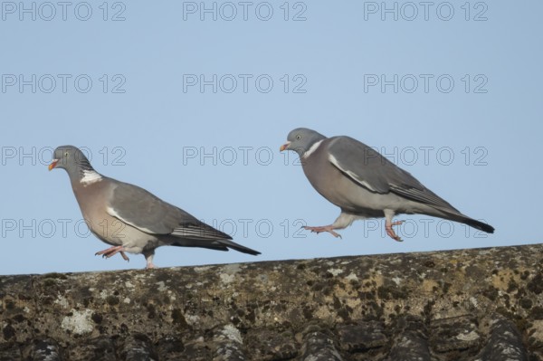 Wood pigeon (Columba palumbus) two adult birds with one chasing the other during their courtship display on an urban house rooftop, England, United Kingdom