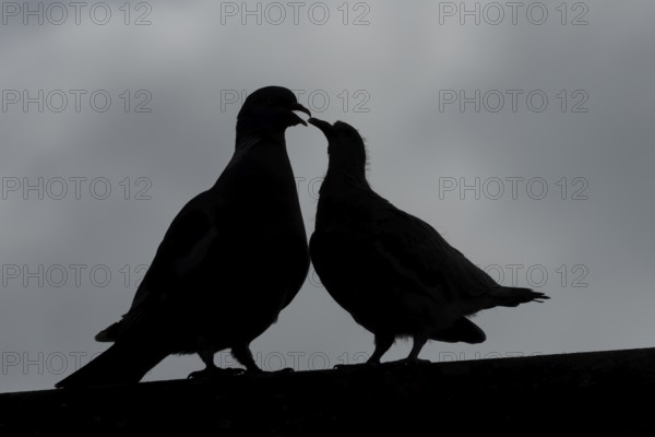 Wood pigeon (Columba palumbus) silhouette of two birds with a juvenile squab bird begging for food on an urban house rooftop with an adult parent bird, England, United Kingdom