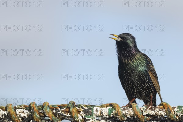 European starling (Sturnus vulgaris) adult bird singing from a harbour lobster pot, England, United Kingdom