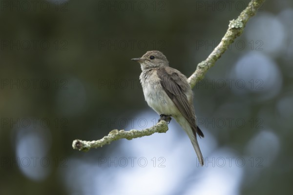 Spotted flycatcher (Muscicapa striata) adult bird on a tree branch, England, United Kingdom