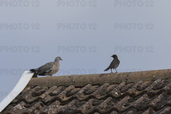 Wood pigeon (Columba palumbus) juvenile squab bird on an urban house rooftop with a Blackbird, England, United Kingdom