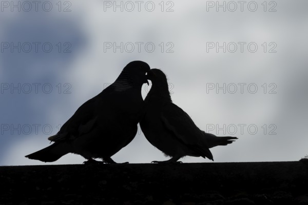Wood pigeon (Columba palumbus) silhouette of two birds with a juvenile squab bird being fed by an adult parent bird on an urban house roof, England, United Kingdom