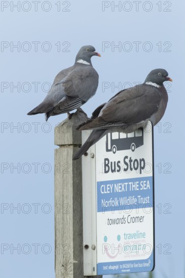 Wood pigeon (Columba palumbus) two adult birds on a bus stop sign at the Norfolk wildlife trust site of Cley marshes, Norfolk, England, United Kingdom