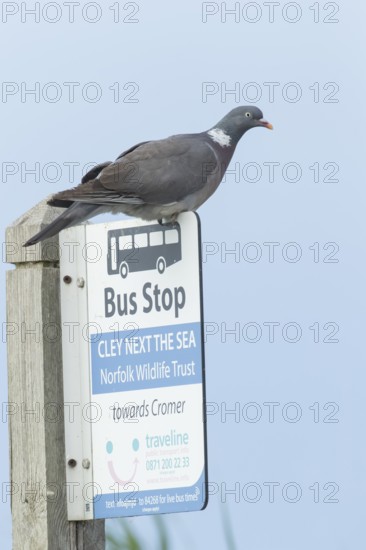 Wood pigeon (Columba palumbus) adult bird on a bus stop sign at the Norfolk wildlife trust site of Cley marshes, Norfolk, England, United Kingdom