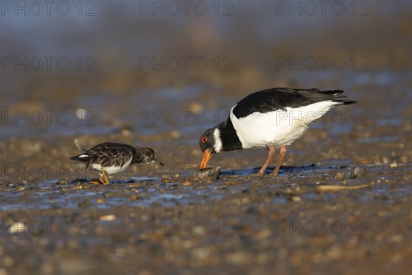 Eurasian oystercatcher (Haematopus ostralegus) adult wading bird feeding on a mussel shell on a beach being watched by a Turnstone, England, United Kingdom