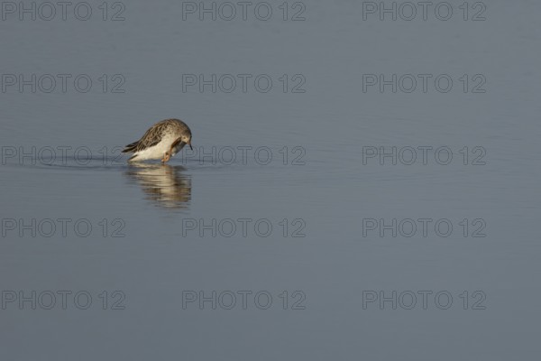 Ruff (Philomachus pugnax) adult wading bird preening in a shallow lagoon, England, United Kingdom
