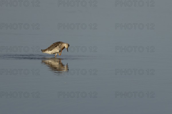 Ruff (Philomachus pugnax) adult bird preening in a shallow lagoon, England, United Kingdom