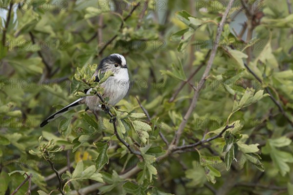 Long tailed tit (Aegithalos caudatus) adult bird in a hedgerow, England, United Kingdom