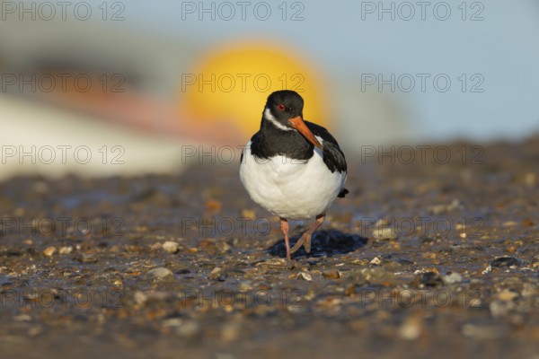 Eurasian oystercatcher (Haematopus ostralegus) adult wading bird on a beach, England, United Kingdom