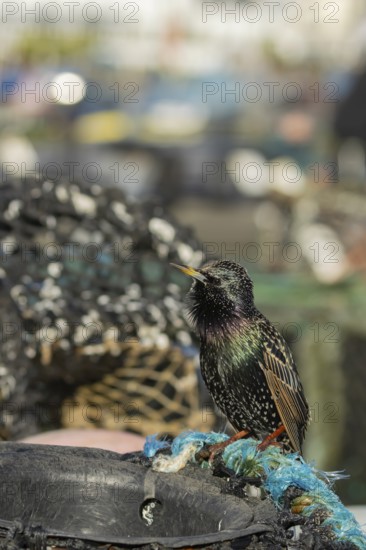 European starling (Sturnus vulgaris) adult bird singing from a harbour lobster pot, England, United Kingdom