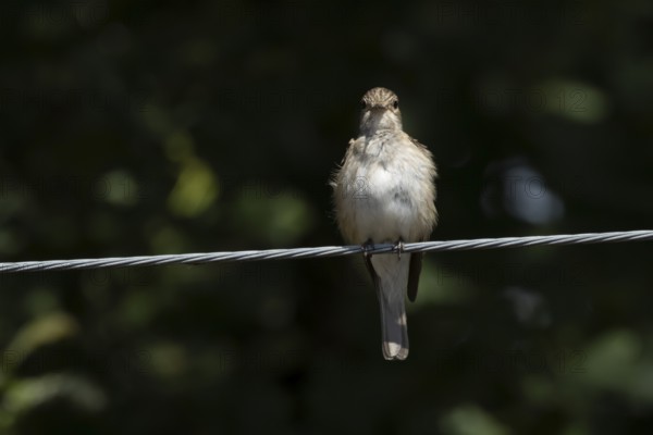 Spotted flycatcher (Muscicapa striata) adult bird on a wire, England, United Kingdom