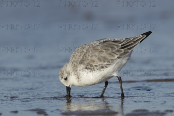 Sanderling (Calidris alba) adult bird in winter plumage feeding in the surf of the sea on a beach, England, United Kingdom